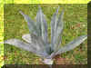 agave-a1265a.jpg (232106 bytes)