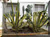 agave-a1268a.jpg (161811 bytes)