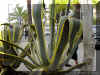 agave-a1274a.jpg (145330 bytes)