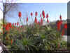 aloe-x 1150a.jpg (244590 bytes)