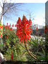 aloe-x 1151a.jpg (269439 bytes)