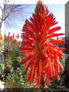 aloe-x 1152a.jpg (239683 bytes)