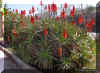 aloe-x 1153a.jpg (260791 bytes)