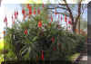 aloe-x 1154a.jpg (262563 bytes)