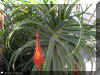 aloe-x 1156a.jpg (222708 bytes)