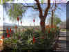aloe-x 1157a.jpg (269491 bytes)