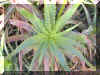 aloe-x 1159a.jpg (212043 bytes)
