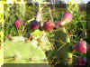 OPUNTIA1380.JPG (126547 bytes)