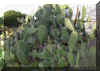 OPUNTIA1383.JPG (176605 bytes)