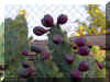 OPUNTIA1385.JPG (102588 bytes)