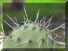 OPUNTIA1386.JPG (82378 bytes)