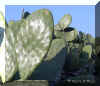 OPUNTIA1390.JPG (67004 bytes)