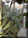 opuntia1269a.jpg (142932 bytes)