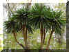 yuca-e1253a.jpg (229123 bytes)
