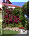 buganvilla03.jpg (155966 bytes)