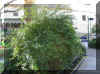 jasminum mesnyi 1192a.jpg (280303 bytes)