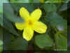 jasminum mesnyi 1193a.jpg (117603 bytes)