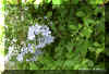 Plumbago01.jpg (55923 bytes)