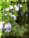 Plumbago03.jpg (113133 bytes)