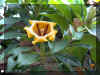 solandra-m1256a.jpg (108104 bytes)