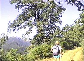 De vez en cuando el bosque se abre