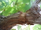 Anilladocicatrizado