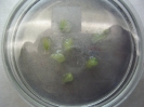 Cultivo in vitro de embriones