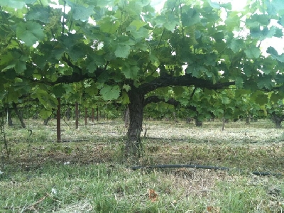 Prueban los efectos beneficiosos para la salud del vino dulce de Montilla-Moriles.