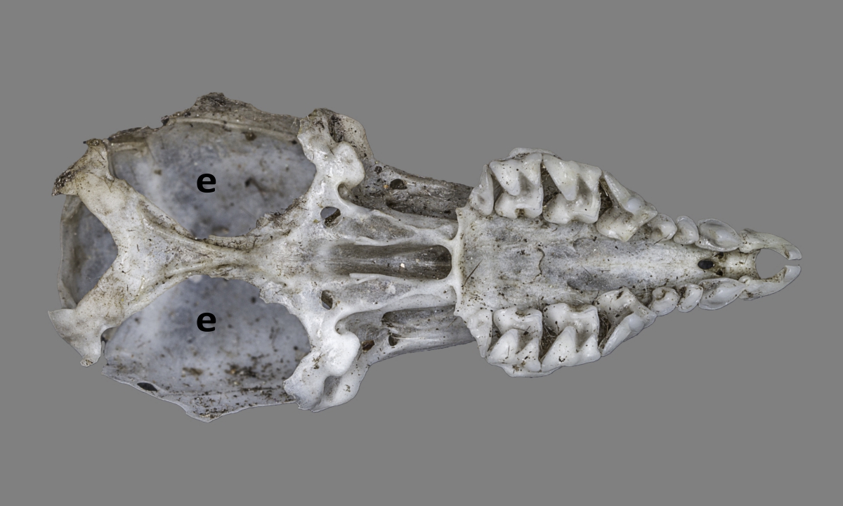 Cráneo de musaraña sin bullas timpánicas
