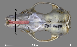 Hueso nasal de Erinaceus europaeus