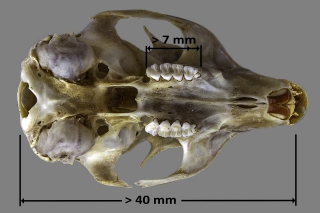 Tamaño de cráneo de Sciurus vulgaris