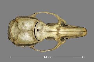 Sutura fronto-parietal de Rattus norvegicus​