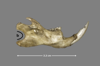 Forma de la parte posterior de Rattus norvegicus