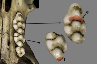 Tubérculos dentales de la SDS de Rattus norvegicus