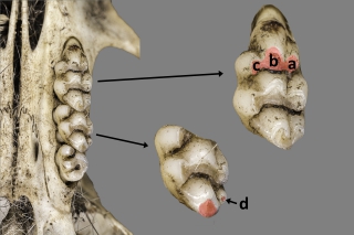 Tubérculos dentales de la SDS de Rattus rattus