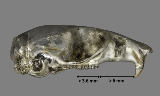Tamaño de cráneo de Apodemus sylvaticus