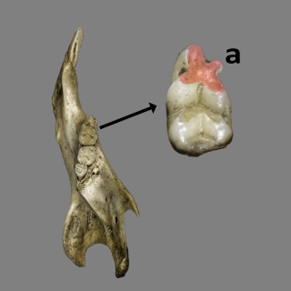 Serie dental inferior de Mus spretus