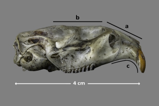 Forma del cráneo de Arvicola sapidus