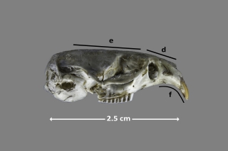 Forma del cráneo de Microtus duodecimcostatus