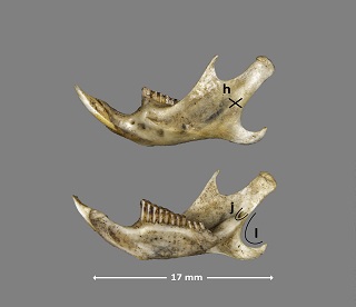 Forma de la mandíbula de Chionomys nivalis
