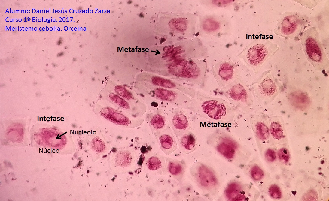 Mitosis