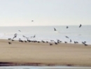 doñana