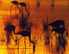 doñana