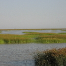 doñana