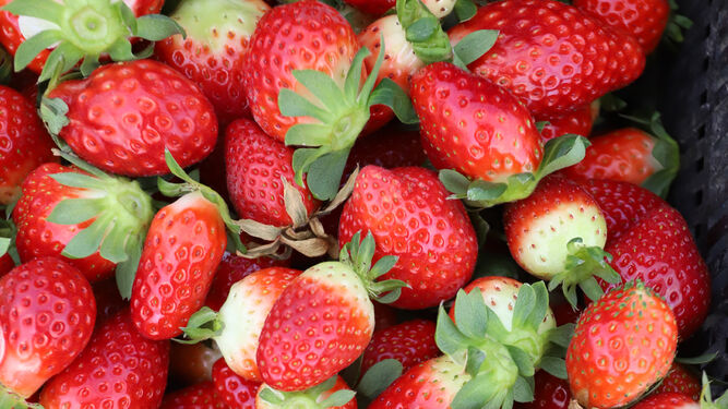 El Supremo confirma la sancion de 130.000 euros a la empresa onubense Almo Berry por falta muy grave de obstruccion a la labor de la Inspeccion de Trabajo