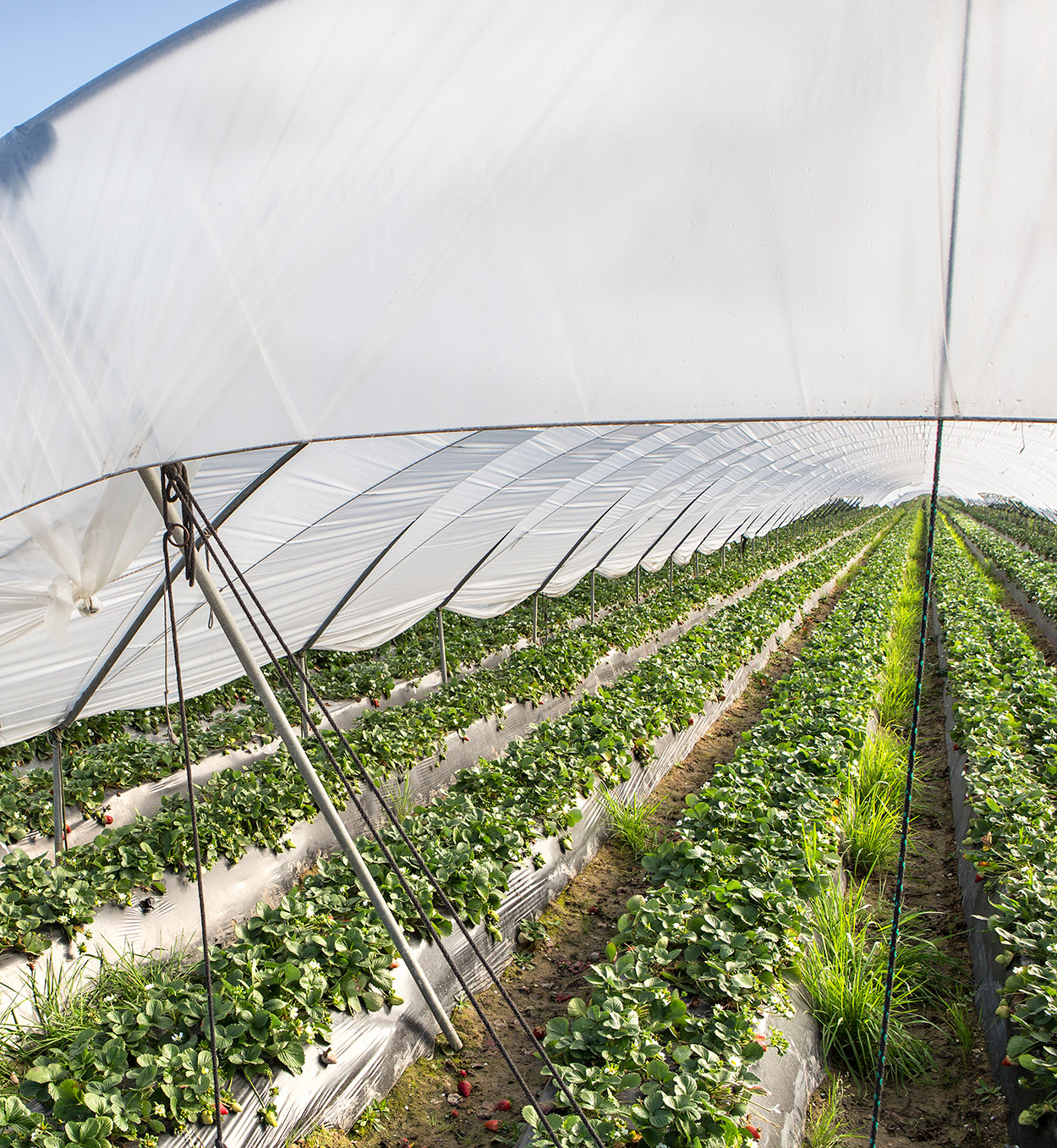 FemAgriSalud_MICIU 2022