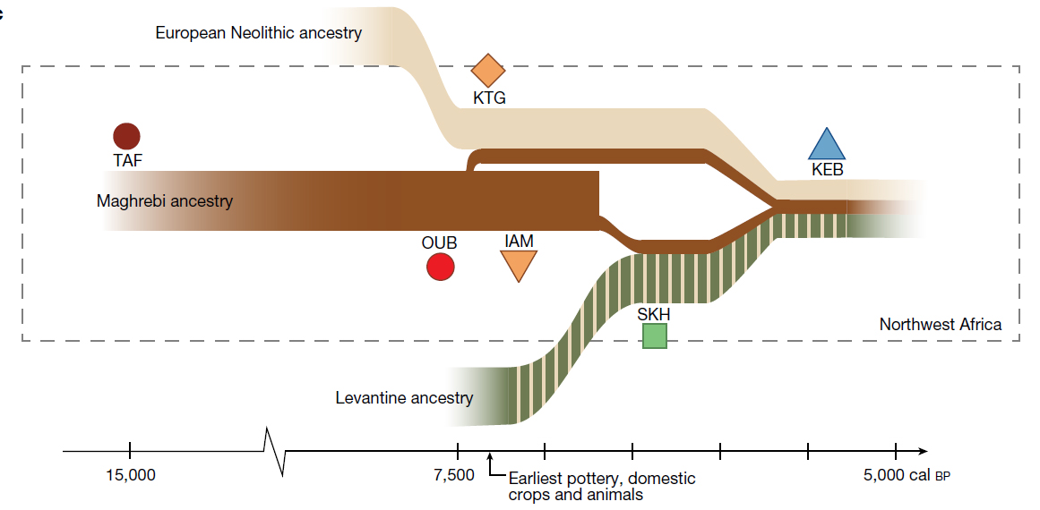 Esquema de la historia de la composición genética de población en el noroeste de África en función del tiempo