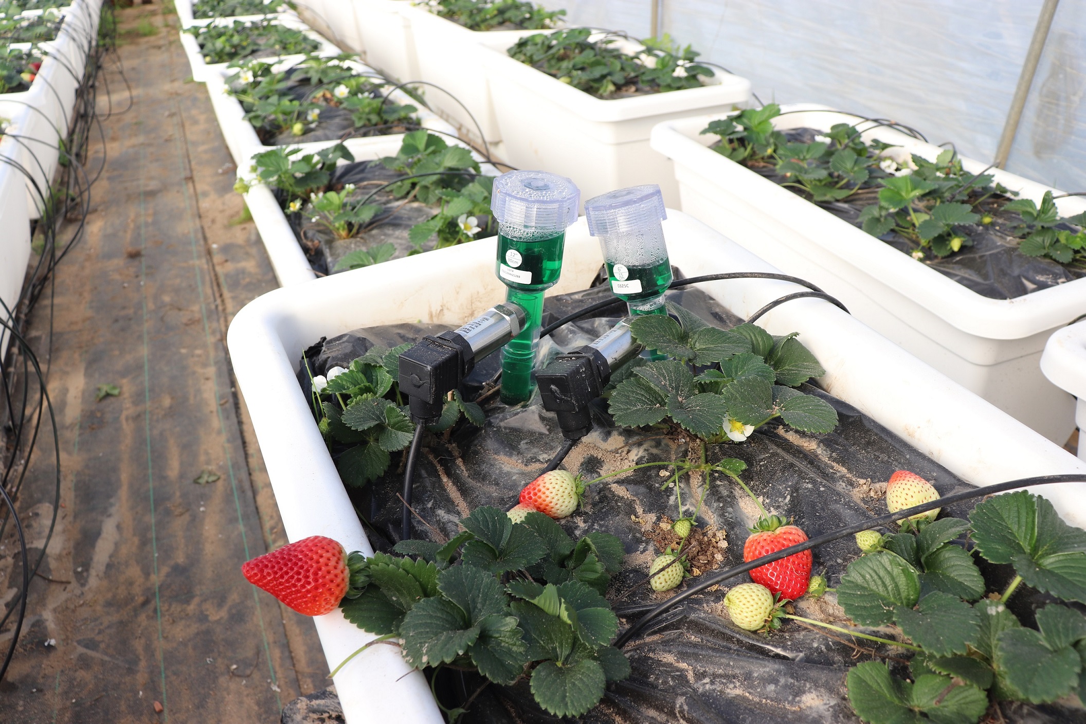 La UHU estudia el uso de bioestimulantes de algas marinas para reducir el impacto de la sequía y patógenos de suelo en el cultivo de la fresa