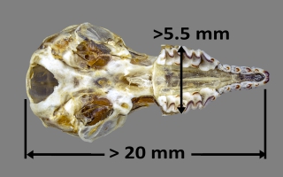Tamaño de cráneo de Neomys anomalus