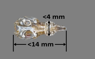 Tamaño de cráneo de Suncus etruscus